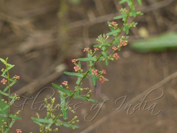 Many Flowered Ammannia